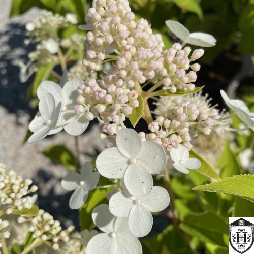 Hydrangea paniculata 'Prim'White' - Aedhortensia 'Prim'White' C5/5L